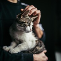 Jika kamu cenderung mudah stres, maka kamu mungkin lebih menyukai kucing ketimbang anjing. Masih berdasarkan survei sebelumnya, penggemar kucing rentan menjadi stres, gelisah dan mudah khawatir. Maka dari itu mereka memerlukan teman yang suka dipeluk dan dimanja, salah satunya kucing. Penelitian juga mengungkapkan, tingkat stres dan tekanan darah menurun pada orang yang suka memeluk kucing. Foto: iStock