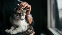 Animal Friends Jogja Dorong Video Kucing Dicekoki Ciu Diproses 
