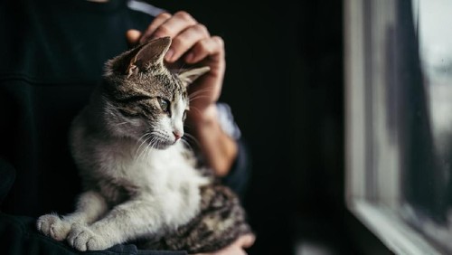 Asian man with elder cat lying on chest at home.