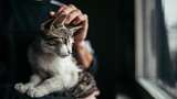 Viral Pria Kehilangan Sebagian Penglihatan Seusai Dicakar Kucing