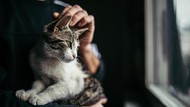 Ada Aplikasi Untuk Tahu Mood Kucing Milikmu, Cuma Perlu Kamera