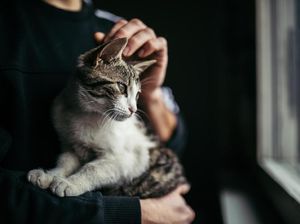 Kucing Penyelundup Narkoba Kabur dari Penjara Sri Lanka