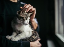 Dicari! Kos Ramah Kucing
