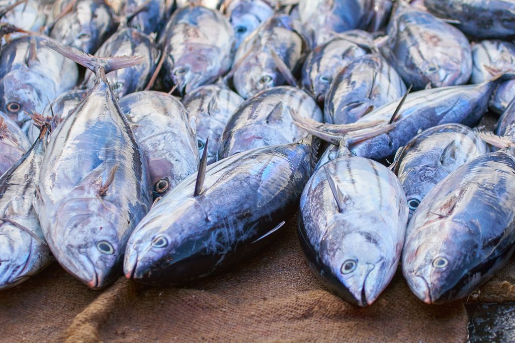 Fishmonger fileting skipjack tuna, Katsuwonus pelamis, in local fish market, Banda Neira, Maluku, Indonesia.