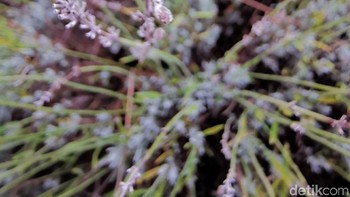 Foto ini dijepret menggunakan mode Super Macro menggunakan kamera dengan lensa ultra wide-nya. Foto: detikINET/Anggoro Suryo Jati