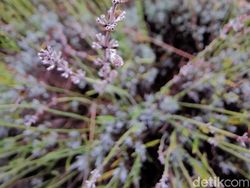 Ini Hasil Jepretan 3 Kamera Leica Huawei Mate 20 Pro