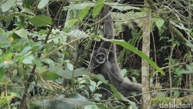 4 Owa Jawa Dilepasliarkan di Gunung Tilu Bandung