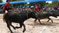 Tradisi ini tidak hanya dinikmati oleh para petani dan wisatawan lokal. Ramai juga wisman yang datang ke Thailand untuk melihat kerbau berlari di kubangan lumpur ini. (Athit Perawongmetha/Reuters)