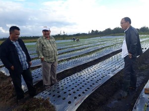 Humbahas, Lumbung Bawang Putih Baru bagi Kementan