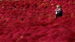 Foto: Hamparan Bunga Semerah Darah di Jepang