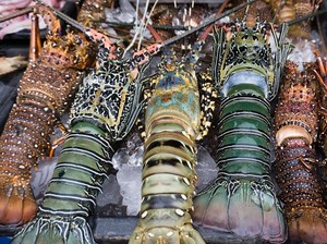 5 Daerah di Indonesia Ini Punya Lobster Enak Berdaging Tebal