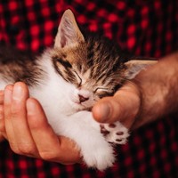 Sebuah survei yang dilakukan Time menunjukkan bahwa orang-orang berpandangan liberal kebanyakan cenderung menyukai kucing, sementara para konservatif memilih memelihara anjing. Foto: iStock