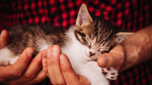 Asian man with elder cat lying on chest at home.