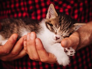 Kucing Bisa Mati Tertular COVID-19 dari Pemiliknya
