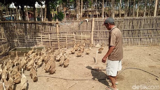 Mbah Dasar sedang menggiring bebek-bebeknya. 