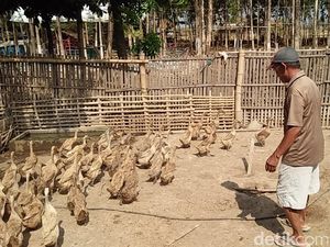 Mau Jadi Sontoloyo? Ini Penghasilan Tiap Harinya