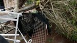 Rumah Rusak-Pohon Tumbang, Begini Dampak Badai Willa di Meksiko