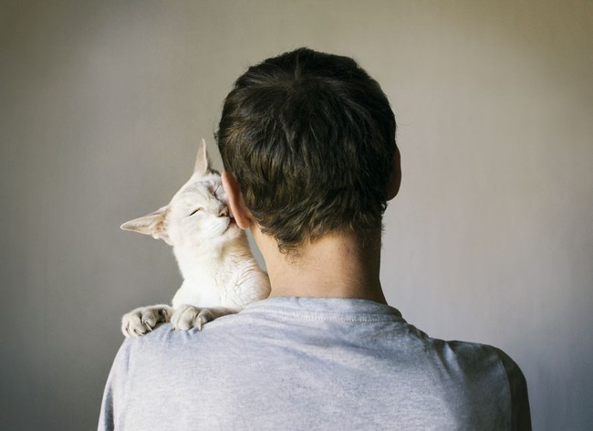 Seperti dikutip dari Psychology Today, pencinta kucing umumnya membutuhkan perhatian. Studi Denise Guastello dan sejumlah rekannya mengungkapkan, 45,6 persen penggemar kucing menginginkah kasih sayang. Foto: iStock