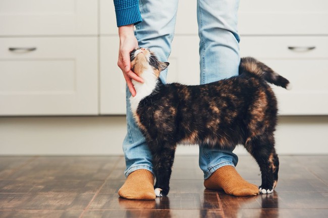 Penelitian yang dilakukan Denise Guastello di University of Florida, Carroll University, dan Marquette University juga menemukan bahwa penyuka kucing memiliki nilai lebih tinggi dalam tes IQ ketimbang pencinta anjing. Foto: iStock