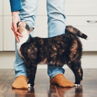 Penelitian yang dilakukan Denise Guastello di University of Florida, Carroll University, dan Marquette University juga menemukan bahwa penyuka kucing memiliki nilai lebih tinggi dalam tes IQ ketimbang pencinta anjing. Foto: iStock