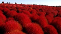 Kalau musim semi di Jepang ada bunga sakura, musim gugur ada kochia. Kochia atau Kochia scoparia adalah rumput hias yang sangat cantik. (REUTERS/Toru Hanai)  
