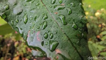 Foto: detikINET/Anggoro Suryo Jati