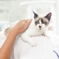 Dilansir WebMD, survei dari University of Texas di Austin, menemukan bahwa para penyuka kucing cenderung lebih terbuka. Mereka selalu ingin tahu, kreatif, artistik dan punya pemikiran yang tidak tradisional. Foto: iStock