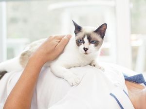 Viral Kucing Digantung di Bali, Akun FB Dewa Candra Dipolisikan