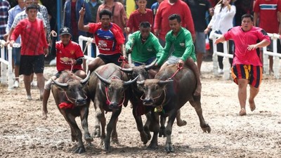 Foto: Karapan Sapi Ala Thailand