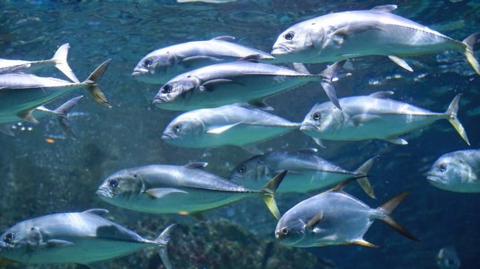 Gaya Terbaru 38 Ikan Di Laut Dalam