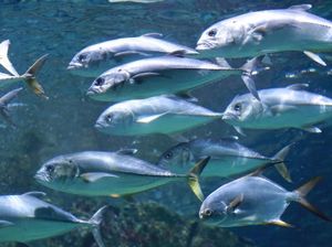 Ini 7 Jenis Ikan Laut Paling Disukai di Indonesia