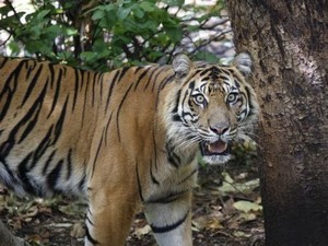Harimau di Kebun Binatang Melbourne Suka Parfum Mewah