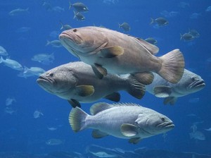 Tuna hingga Teripang, 5 Hasil Laut Indonesia Ini Dibanderol Harga Mahal