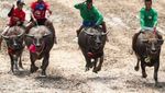 Foto: Karapan Sapi Ala Thailand