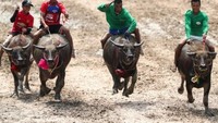 Secara turun temurun para petani di Chonburi mengadakan tradisi musim panen ini. Selain bersyukur akan musim panen, lomba ini juga bentuk terimakasih petani kepada kerbau yang membantu mereka di sawah. (Athit Perawongmetha/Reuters)