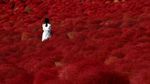 Foto: Hamparan Bunga Semerah Darah di Jepang