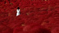 Sepanjang tahun, Hitachi Seaside Park punya beragam keindahan bunga-bunga dan pepohonan. Namun saat musim gugur tiba, bukit yang tertutupi kochia akan berubah dari hijau menjadi semerah darah, membara layaknya api. (REUTERS/Toru Hanai)  