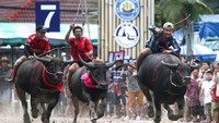 Balapan kerbau ini bisa kamu jumpai di Chonburi, kota yangn berjarak sekitar 80 Km dari Bangkok. (Athit Perawongmetha/Reuters)