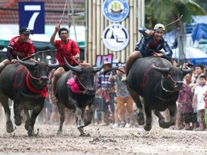 Tak Hanya Indonesia, Thailand Juga Punya Balapan Sapi