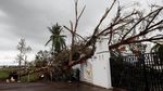 Rumah Rusak-Pohon Tumbang, Begini Dampak Badai Willa di Meksiko