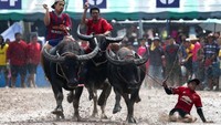 Pada saat perlombaan, para petani nantinya akan berperan sebagai joki dan berlomba memacu kerbaunya berlari kencang. (Athit Perawongmetha/Reuters)