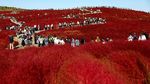 Foto: Hamparan Bunga Semerah Darah di Jepang