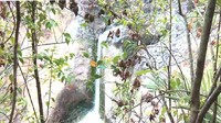 Terlihat air terjun di Jalur Torean Gunung Rinjani yang masih baik dan tidak mengalami perubahan. Namun jalur pendakiannya terputus akibat longsor di lokasi sebelum Air Terjun Penimbungan (Dok. Balai Taman Nasional Gunung Rinjani)