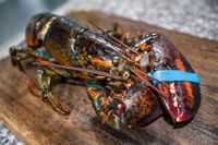 Tuna hingga Teripang, 5 Hasil Laut Indonesia Ini Dibanderol Harga Mahal