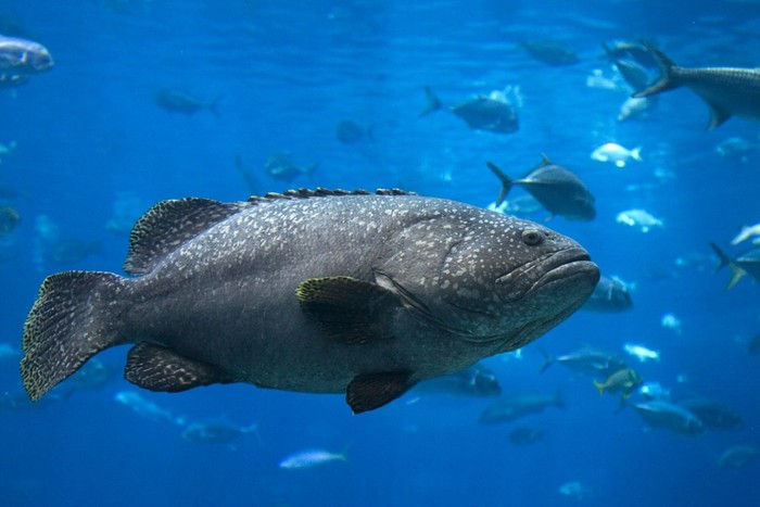 Giant Grouper (Epinephelus lanceolatus) is a reef-associated saltwater fish that dwells in shallow reefs, caves, wrecks and estuaries in tropical climates. It is the largest of all coral reef-dwelling bony fish and feeds on fish, sharks and crustaceans by hiding in reefs and ambushing its prey. The giant grouper can expand its mouth to create a strong suction, which allows it to engulf its unsuspecting food.