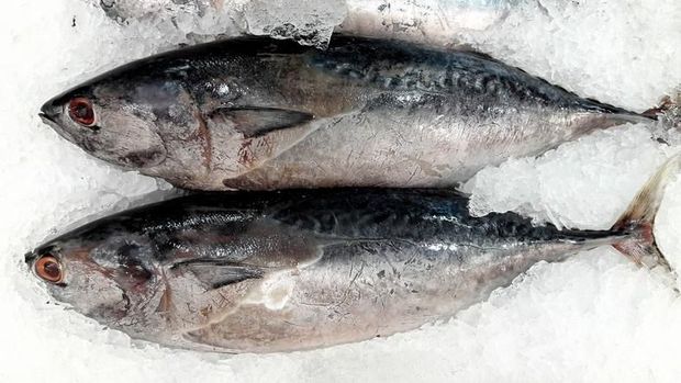 ikan laut favorit di Indonesia