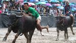 Foto: Karapan Sapi Ala Thailand