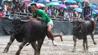 Tradisi balapan kerbau ini diadakan untuk menyambut musim panen. Tradisi ini telah berumur lebih dari 140 tahun (Athit Perawongmetha/Reuters)