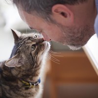 Sebuah studi menemukan fakta bahwa pencinta kucing cenderung lebih suka menyendiri ketimbang penyuka anjing. Tapi mereka juga pribadi yang mandiri. Foto: iStock