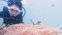 Tidak afdal rasanya bila tidak menikmati bawahl aut negara sendiri ya Suchar? Ini sat dia menikmati Nemo di laut Thailand. (aom_sushar/Instagram)